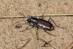 Cicindela scutellaris lecontei