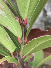 Acokanthera oppositifolia