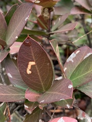 Acokanthera oppositifolia