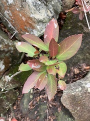 Acokanthera oppositifolia