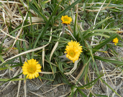 Erigeron aureus