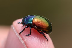 Chrysolina auripennis