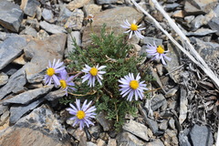 Erigeron pinnatisectus