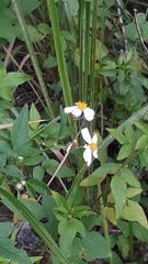 Bidens alba