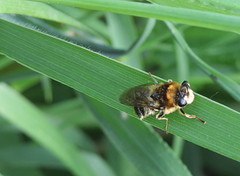 Stratiomys longicornis