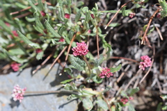 Eriogonum coloradense