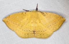 Anthela varia