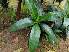 Escallonia pendula