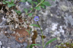 Campanula uniflora