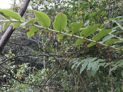 Phyllanthaceae