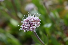 Valeriana acutiloba