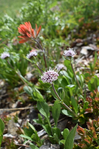 Image of Valeriana acutiloba by (c) John Powers, some rights reserved (CC BY)