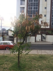 Tipuana tipu