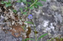 Campanula uniflora