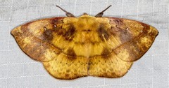Anthela directa