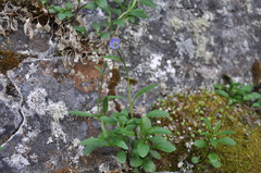 Campanula uniflora