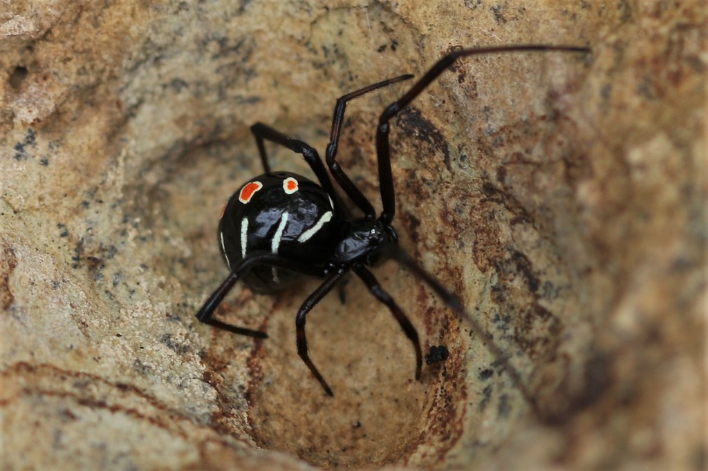 Northern Black Widow from Sauk County, WI, USA on August 18, 2017 at 11 ...