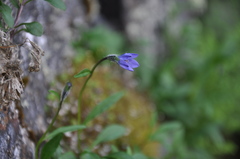 Campanula uniflora