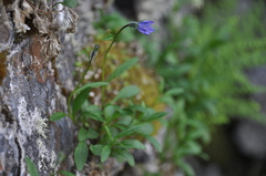 Campanula uniflora