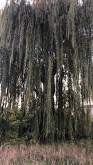 Salix