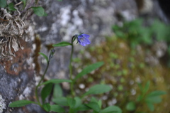 Campanula uniflora