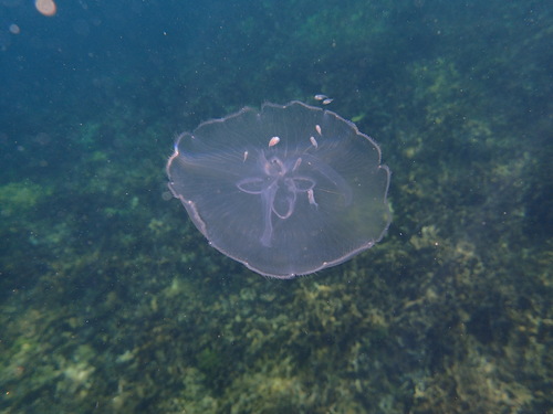 Common Moon Jelly, photo 10 of 10