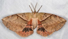 Chelepteryx chalepteryx