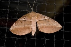 Chelepteryx chalepteryx