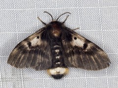 Nataxa flavescens