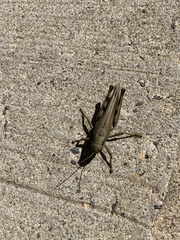 Melanoplus differentialis