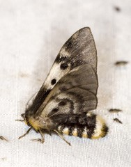 Nataxa flavescens