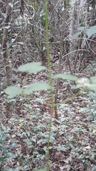 Smilax smallii