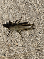 Melanoplus differentialis