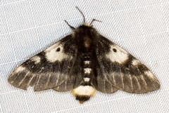 Nataxa flavescens
