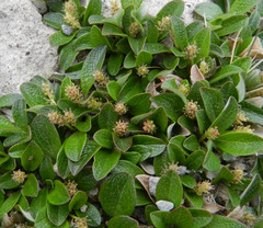 Salix nivalis