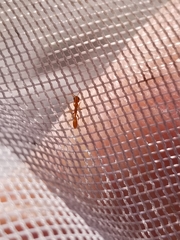 Pseudomyrmex seminole