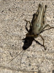 Melanoplus differentialis