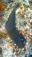 Ophioblennius macclurei