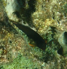 Ophioblennius macclurei