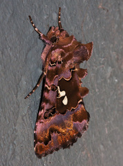 Autographa corusca