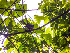 Granatellus venustus