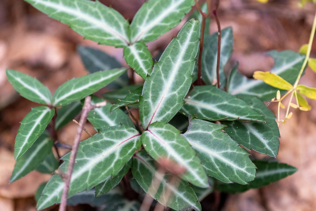 Chimaphila maculata — a medium houseplant, prefers partial sun light