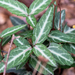 Chimaphila maculata - Photo (c) Patrick Hanly, alguns direitos reservados (CC BY), uploaded by Patrick Hanly