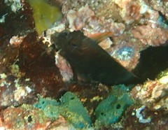 Ophioblennius macclurei