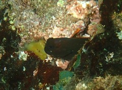 Ophioblennius macclurei