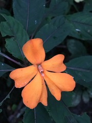 Impatiens platypetala