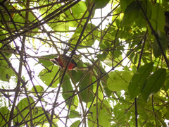 Granatellus venustus