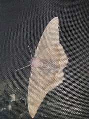 Ascalapha odorata