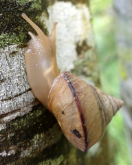 Conulinus