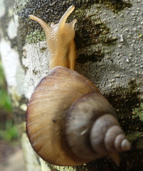 Conulinus